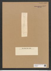 Diatomeae indet. Zeichnungen Sammlung Grunow Nr. 6275 (NHMW-BOT-W0374884)